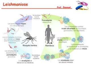 Leishmaniose
               Prof. Emanuel
 