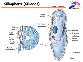 Cilliophora (Ciliados)
                                     Prof. Emanuel



                         Vacúolo
                         contrátil




                    Micronúcleo

          Cílios    Macronúcleo

         Canal                                         Sulco oral
     Vacúolo                                            Citostoma
     contrátil
                                                       Citofaringe
     Poro
     excretor                                           Vacúolo
                                                        alimentar
       Ampola
       radial


   Retículo
endoplasmático

                                                         Citoprocto



                                                     Cílios
 