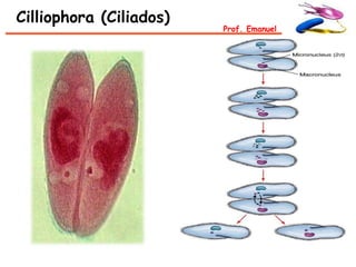 Cilliophora (Ciliados)
                         Prof. Emanuel
 