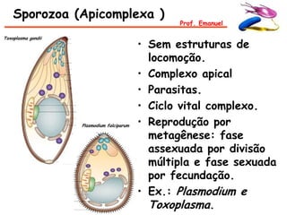 Sporozoa (Apicomplexa )
                                                   Prof. Emanuel

Toxoplasma gondii
                                            • Sem estruturas de
                                              locomoção.
                                            • Complexo apical
                                            • Parasitas.
                                            • Ciclo vital complexo.
                    Plasmodium falciparum   • Reprodução por
                                              metagênese: fase
                                              assexuada por divisão
                                              múltipla e fase sexuada
                                              por fecundação.
                                            • Ex.: Plasmodium e
                                              Toxoplasma.
 