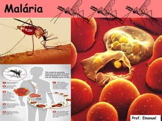 Malária




          Prof. Emanuel
 
