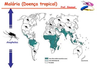 Malária (Doença tropical)
                            Prof. Emanuel




Anopheles
 
