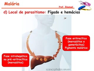 Malária
                              Prof. Emanuel

d) Local de parasitismo: Fígado e hemácias




                                   Fase eritrocítica
                                     (merozóitos e
                                      gametócitos)
                                   Pigmento malárico


Fase intrahepática
ou pré-eritrocítica
   (merozóitos)
 