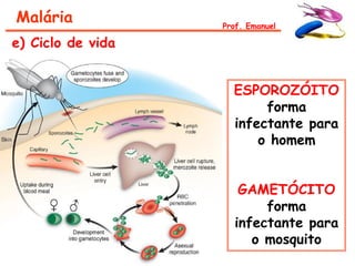 Malária            Prof. Emanuel

e) Ciclo de vida


                     ESPOROZÓITO
                          forma
                     infectante para
                         o homem


                      GAMETÓCITO
                          forma
                     infectante para
                        o mosquito
 