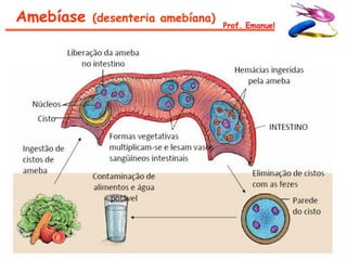 Amebíase   (desenteria amebíana)
                                   Prof. Emanuel
 