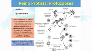 2) Malária
f) Ciclo Evolutivo
Reino Protista: Protozooses
Fase assexuada ou fase
esquizogônica
Ocorre no interior do hospedeiro
vertebrado
A fêmea infectada do mosquito
Anopheles injeta as formas
Esporozoíto no interior dos
capilares sanguíneos do
hospedeiro vertebrado.
(Humano por exemplo)
Os Esporozoítos migram pela
corrente sanguínea em direção ao
fígado. No interior de células
hepáticas (hepatócitos) os
Esporozoítos se diferenciam em
Trofozoítos.
Os Trofozoítos se reproduzem
assexuadamente por
esquizogonia formando vários
Merozoítos os quais são liberados
para o meio externo quando os
hepatócitos se rompem.
Os Merozoítos caem na circulação
e iniciam o ciclo eritrocítico,
invadindo hemácias. No interior
das hemácias os Merozoítos se
transformam em Trofozoítos os
quais se reproduzem por
esquizogonia e formam milhares
de novos Merozoítos.
Alguns Trofozoítos no interior das
hemácias se diferenciam em
Gametócitos masculinos e
femininos. Quando a hemácia se
rompe há liberação de milhares
de Merozoítos e também de
Gametócitos na corrente
sanguínea.
A cada 48 horas no caso de P.
vivax e P. falciparum e 72 horas ,
em P. malariae, novas gerações
de merozoítos são liberados pela
ruptura sincrônica das hemácias
infestadas. Milhares de hemácias,
rompendo-se simultaneamente,
liberam parasitas e substâncias
tóxicas, que causam febre e
calafrios.
Os picos de febre alta, entre 39
o
e
40
o
coincidem com a ruptura das
hemácias infestadas.
Fase sexuada no Hospedeiro
Invertebrado
(Hospedeiro Definitivo)
Ao sugar o sangue de uma pessoa
doente, a fêmea do mosquito
Anopheles pode ingerir hemácias
contendo gametócitos, que
amadurecem no estômago do
inseto, formando gametas
masculinos e femininos.
A união dos gametas dá origem a
um ou mais zigotos (Oocistos)
que se instalam na parede
estomacal do inseto. Cada
Oocisto origina milhares de
Esporozoítos; estes são liberados
e migram para as glândulas
salivares, de onde podem ser
transmitidos para pessoas sadias
durante a picada.
 