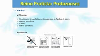2) Malária
g) Sintomas
o Hepatoesplenomegalia (aumento exagerado do fígado e do baço).
o Anemia hemolítica
o Icterícia
o Febres periódicas
h) Profilaxia
Reino Protista: Protozooses
 