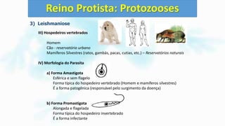 3) Leishmaniose
III) Hospedeiros vertebrados
Homem
Cão - reservatório urbano
Mamíferos Silvestres (ratos, gambás, pacas, cutias, etc.) – Reservatórios naturais
IV) Morfologia do Parasita
a) Forma Amastigota
Esférica e sem flagelo
Forma típica do hospedeiro vertebrado (Homem e mamíferos silvestres)
É a forma patogênica (responsável pelo surgimento da doença)
b) Forma Promastigota
Alongada e flagelada
Forma típica do hospedeiro invertebrado
É a forma infectante
Reino Protista: Protozooses
 