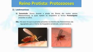 3) Leishmaniose
V) Transmissão: Ocorre durante a picada das fêmeas dos insetos vetores
(flebotomíneos), as quais injetam no hospedeiro as formas Promastigotas
presentes na saliva.
Obs.: Há casos me que os parasitas presentes no intestino dos flebotomíneos são
regurgitados para o interior do hospedeiro vertebrado, contaminando-o.
Reino Protista: Protozooses
 