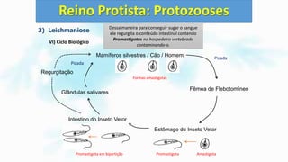 3) Leishmaniose
VI) Ciclo Biológico
Reino Protista: Protozooses
Mamíferos silvestres / Cão / Homem
Fêmea de Flebotomíneo
Estômago do Inseto Vetor
Intestino do Inseto Vetor
Glândulas salivares
Regurgitação
Formas amastigotas
Promastigota AmastigotaPromastigota em bipartição
Picada
Picada
Ao picar um vertebrado contaminado o
flebotomíneo contrai a forma Amastigota
No estômago do inseto as formas Amastigotas
se transformam em Promastigotas.
As formas Promastigotas migram para o
intestino do inseto, onde sofrem bipartição.
Alguns Promastigotas migram para as
glândulas salivares do inseto.
E são transmitidos pela saliva para os
hospedeiros vertebrados durante a picada.
Os Promastigotas podem permanecer no
intestino e obstruir a luz intestinal ou esôfago.
E ao picar o inseto não consegue ingerir
sangue do hospedeiro vertebrado.
Dessa maneira para conseguir sugar o sangue
ele regurgita o conteúdo intestinal contendo
Promastigotas no hospedeiro vertebrado
contaminando-o.
 