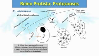3) Leishmaniose
VI) Ciclo Biológico no homem
Reino Protista: Protozooses
Ao picar o homem a forma Promastigota
penetra na endoderme.
Rapidamente Macrófagos (células do sistema
imune) fagocitam as formas Promastigotas.
Ao penetrar nos Macrófagos as formas
Promastigotas se transformam em
Amastigotas.
As formas Amastigotas iniciam uma séria de
divisões binárias (bipartição) e se replicam
até o Macrófago sofrer lise.
As formas Amastigotas são liberadas e elas
podem seguir basicamente três destinos: 1)
Infectar novos Macrófagos.
2) Infectar células da endoderme
(Leishmania cutânea) ou 3) Migrar e infectar
células do Fígado, Baço e Medula Óssea
(Leishmaniose visceral)
O ciclo se fecha quando as fêmeas de
flebotomíneo picam hospedeiros contaminados
e sugam, juntamente com o sangue, macrófagos
contendo a forma Amastigota.
Macrófago
Macrófago
Macrófago
Macrófago
 