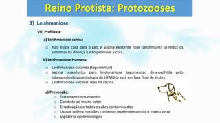 3) Leishmaniose
VII) Profilaxia:
a) Leishmaniose canina
o Não existe cura para o cão. A vacina existente hoje (Leishmune) só reduz os
sintomas da doença e não promove a cura.
b) Leishmaniose Humana
o Leishmaniose cutânea (tegumentar)
o Vacina terapêutica para leishmaniose tegumentar, desenvolvida pelo
laboratório de parasitologia da UFMG já está em fase final de testes.
o Leishmaniose visceral: Não há vacina.
c) Prevenção:
o Tratamento dos doentes
o Combate ao inseto vetor
o Erradicação de todos os cães contaminados
o Uso de coleira nos cães contendo repelentes contra o inseto vetor
o Vigilância epidemiológica
Reino Protista: Protozooses
 