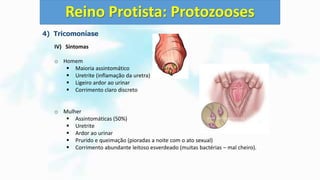 4) Tricomoníase
IV) Sintomas
o Homem
 Maioria assintomático
 Uretrite (inflamação da uretra)
 Ligeiro ardor ao urinar
 Corrimento claro discreto
o Mulher
 Assintomáticas (50%)
 Uretrite
 Ardor ao urinar
 Prurido e queimação (pioradas a noite com o ato sexual)
 Corrimento abundante leitoso esverdeado (muitas bactérias – mal cheiro).
Reino Protista: Protozooses
 