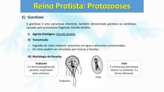 5) Giardíase
A giardíase é uma parasitose intestinal, também denominada giardose ou lamblíase,
causada pelo protozoário flagelado Giardia lamblia.
I) Agente Etiológico: Giardia lamblia
II) Transmissão
o Ingestão de cistos maduros presentes em água e alimentos contaminados.
o Os cistos podem ser veiculados por moscas e baratas.
III) Morfologia do Parasita
Reino Protista: Protozooses
Trofozoíto
Cisto
Trofozoíto
É a forma patogênica do
parasita, responsável
pelos sintomas.
Cisto
É a forma que permanece
latente no ambiente. É a
forma infectante.
 