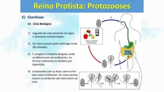 5) Giardíase
IV) Ciclo Biológico
1) Ingestão de cisto presente em água
e alimentos contaminados.
2) Os cistos passam pelo estômago onde
são ativados.
2) E atingem o intestino delgado, onde
se diferenciam em trofozoítos. As
formas trofozoítas se dividem por
bipartição.
4) Juntamente com as fezes saem as for-
mas cisto e trofozoíto. Os cistos perma-
necem no ambiente até retornarem ao
ciclo.
Reino Protista: Protozooses
Água e alimentos
contaminados
 