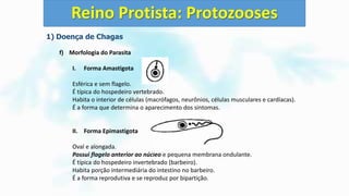 1) Doença de Chagas
f) Morfologia do Parasita
I. Forma Amastigota
Esférica e sem flagelo.
É típica do hospedeiro vertebrado.
Habita o interior de células (macrófagos, neurônios, células musculares e cardíacas).
É a forma que determina o aparecimento dos sintomas.
II. Forma Epimastigota
Oval e alongada.
Possui flagelo anterior ao núcleo e pequena membrana ondulante.
É típica do hospedeiro invertebrado (barbeiro).
Habita porção intermediária do intestino no barbeiro.
É a forma reprodutiva e se reproduz por bipartição.
Reino Protista: Protozooses
 