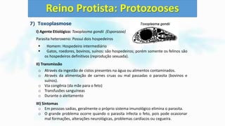 7) Toxoplasmose
I) Agente Etiológico: Toxoplasma gondii (Esporozoa)
Parasita heteroxeno: Possui dois hospedeiros
 Homem: Hospedeiro intermediário
 Gatos, roedores, bovinos, suínos: são hospedeiros; porém somente os felinos são
os hospedeiros definitivos (reprodução sexuada).
II) Transmissão
o Através da ingestão de cistos presentes na água ou alimentos contaminados.
o Através da alimentação de carnes cruas ou mal passadas o parasita (bovinos e
suínos).
o Via congênia (da mãe para o feto)
o Transfusões sanguíneas
o Durante o aleitamento
III) Sintomas
o Em pessoas sadias, geralmente o próprio sistema imunológico elimina o parasita.
o O grande problema ocorre quando o parasita infecta o feto, pois pode ocasionar
mal formações, alterações neurológicas, problemas cardíacos ou cegueira.
Reino Protista: Protozooses
 