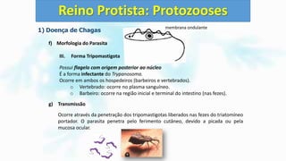 1) Doença de Chagas
f) Morfologia do Parasita
III. Forma Tripomastigota
Possui flagelo com origem posterior ao núcleo
É a forma infectante do Trypanosoma.
Ocorre em ambos os hospedeiros (barbeiros e vertebrados).
o Vertebrado: ocorre no plasma sanguíneo.
o Barbeiro: ocorre na região inicial e terminal do intestino (nas fezes).
g) Transmissão
Ocorre através da penetração dos tripomastigotas liberados nas fezes do triatomíneo
portador. O parasita penetra pelo ferimento cutâneo, devido a picada ou pela
mucosa ocular.
Reino Protista: Protozooses
membrana ondulante
 