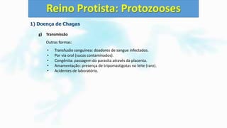 1) Doença de Chagas
g) Transmissão
Outras formas:
• Transfusão sanguínea: doadores de sangue infectados.
• Por via oral (sucos contaminados).
• Congênita: passagem do parasita através da placenta.
• Amamentação: presença de tripomastigotas no leite (raro).
• Acidentes de laboratório.
Reino Protista: Protozooses
 