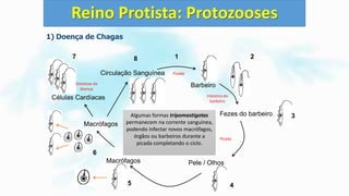 1) Doença de Chagas
Reino Protista: Protozooses
Barbeiro
Fezes do barbeiro
Pele / Olhos
Macrófagos
Macrófagos
Células Cardíacas
Circulação Sanguínea
O barbeiro se infecta ao ingerir as
formas tripomastigotas presentes
no sangue durante a picada
No intestino do barbeiro as formas
tripomastigotas se transformam
em epimastigotas as quais se
replicam por divisão binária
Na porção final do intestino as
formas epimastigotas se
transformam em tripomastigotas
novamente.
Durante a picada o estômago do
barbeiro enche de sangue e
pressiona o trato digestivo
O barbeiro então defeca, liberando
nas fezes as formas tripomastigotas.
Involuntariamente a pessoa coça o
local da picada e espalha as fezes
contendo os tripomastigotas.
Ou a pessoa pode se contaminar
coçando primeiro o local da picada e
posterior mente os olhos.
As formas tripomastigotas então
penetram pelo ferimento ou mucosa
ocular.
As formas tripomastigotas
infectantes são fagocitadas por
macrófagos.
E dentro dos macrófagos se
transformam em amastigotas as
quais se replicam.
Antes dos macrófagos sofrerem lise
as formas amastigotas se
transformam em tripomastigotas
novamente.
As formas tripomastigotas são
liberadas pela lise dos macrófagos e
migram para as células cardíacas
onde irão realizar novo ciclo
destruindo células musculares
cardíacas.
Algumas formas tripomastigotas
permanecem na corrente sanguínea,
podendo infectar novos macrófagos,
órgãos ou barbeiros durante a
picada completando o ciclo.
Intestino do
barbeiro
Picada
Picada
Sintomas da
doença
1 2
3
45
6
7 8
 