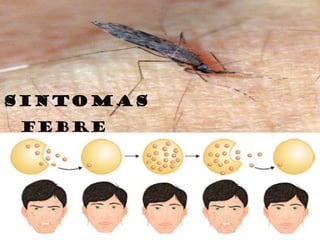 PERÍODOS DE FEBRE GRÁFICOS COMPARATIVOS  SINTOMAS FEBRE tempo Temperatura corporal 36 h 36 h 72h 72h 