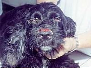 SINTOMAS ÚLCERA NA PELE DESTRUIÇÃO DAS CARTILAGENS DA FACE PROFILAXIA DETETIZAÇÃO TELAS NAS JANELAS EVITAR ÁGUAS PARADAS 