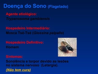 Doença do Sono  (Flagelado) Agente etiológico:   Trypanosoma gambiensis Hospedeiro Intermediário: Mosca Tsé-Tsé ( Glossina palpalis ) Hospedeiro Definitivo: Homem Sintomas:  Sonolência e torpor devido as lesões no sistema nervoso  (Letargia). (Não tem cura) 