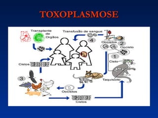 TOXOPLASMOSE 