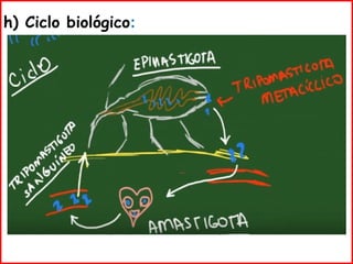 h) Ciclo biológico:
 