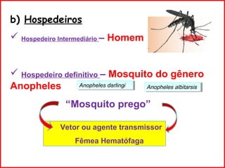 b) Hospedeiros
 Hospedeiro Intermediário – Homem
 Hospedeiro definitivo – Mosquito do gênero
Anopheles
“Mosquito prego”
Anopheles albitarsisAnopheles albitarsisAnopheles darlingiAnopheles darlingi
Vetor ou agente transmissor
Fêmea Hematófaga
 