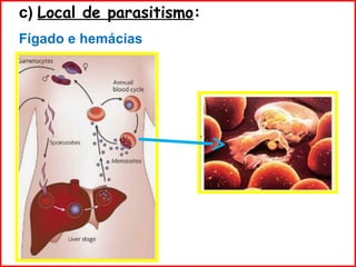 c) Local de parasitismo:
Fígado e hemácias
.
 