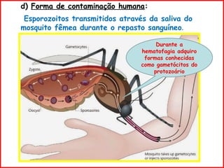d) Forma de contaminação humana:
Esporozoitos transmitidos através da saliva do
mosquito fêmea durante o repasto sanguíneo.
Durante a
hematofagia adquiro
formas conhecidas
como gametócitos do
protozoário
 