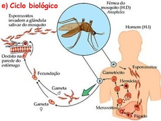 e) Ciclo biológico
 