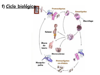 f) Ciclo biológico
 