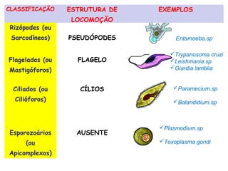 CLASSIFICAÇÃO ESTRUTURA DE
LOCOMOÇÃO
EXEMPLOS
Rizópodes (ou
Sarcodíneos) PSEUDÓPODES
Flagelados (ou
Mastigóforos)
FLAGELO
Ciliados (ou
Cilióforos)
CÍLIOS
Esporozoários
(ou
Apicomplexos)
AUSENTE
Trypanosoma cruzi
Leishmania.sp
Giardia lamblia
Entamoeba.sp
Paramecium.sp
Balandidium.sp
Plasmodium.sp
Toxoplasma gondi
 