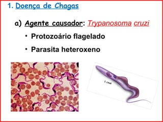 a a) Agente causador: Trypanosoma cruzi
• Protozoário flagelado
• Parasita heteroxeno
1. Doença de Chagas
 