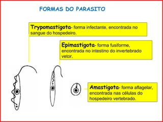 Trypomastigota- forma infectante, encontrada no
sangue do hospedeiro.
Epimastigota- forma fusiforme,
encontrada no intestino do invertebrado
vetor.
Amastigota- forma aflagelar,
encontrada nas células do
hospedeiro vertebrado.
FORMAS DO PARASITO
 