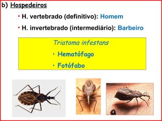 b) Hospedeiros
• H. vertebrado (definitivo): Homem
• H. invertebrado (intermediário): Barbeiro
Triatoma infestans
• Hematófago
• Fotófabo
 