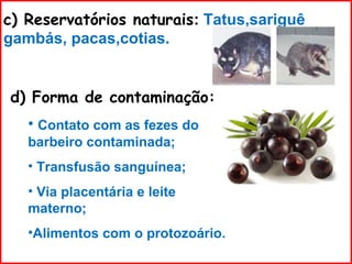 c) Reservatórios naturais: Tatus,sariguê
gambás, pacas,cotias.
d) Forma de contaminação:
• Contato com as fezes do
barbeiro contaminada;
• Transfusão sanguínea;
• Via placentária e leite
materno;
•Alimentos com o protozoário.
 