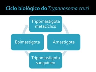 Tripomastigota
         metacíclico


Epimastigota     Amastigota


       Tripomastigota
          sanguíneo
 