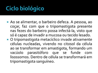  Ao se alimentar, o barbeiro defeca. A pessoa, ao
  coçar, faz com que o tripomastigota presente
  nas fezes do barbeiro possa infectá-la, visto que
  só é capaz de invadir a mucosa ou tecido lesado.
 O tripomastigota metacíclico invade ativamente
  células nucleadas, vivendo no citosol da célula
  ao se transformar em amastigota, formando um
  vacúolo parasitóforo que se funde com
  lisossomos. Dentro de célula se transformará em
  tripomastigota sanguíneo.
 