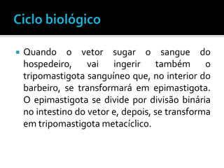    Quando o vetor sugar o sangue do
    hospedeiro, vai ingerir também o
    tripomastigota sanguíneo que, no interior do
    barbeiro, se transformará em epimastigota.
    O epimastigota se divide por divisão binária
    no intestino do vetor e, depois, se transforma
    em tripomastigota metacíclico.
 