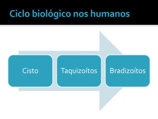 Cisto   Taquizoítos   Bradizoítos
 
