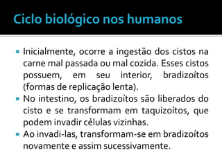    Inicialmente, ocorre a ingestão dos cistos na
    carne mal passada ou mal cozida. Esses cistos
    possuem, em seu interior, bradizoítos
    (formas de replicação lenta).
   No intestino, os bradizoítos são liberados do
    cisto e se transformam em taquizoítos, que
    podem invadir células vizinhas.
   Ao invadi-las, transformam-se em bradizoítos
    novamente e assim sucessivamente.
 