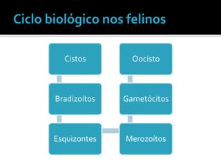Cistos        Oocisto



Bradizoítos   Gametócitos



Esquizontes   Merozoítos
 