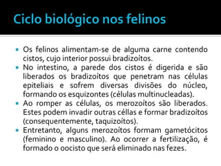  Os felinos alimentam-se de alguma carne contendo
  cistos, cujo interior possui bradizoítos.
 No intestino, a parede dos cistos é digerida e são
  liberados os bradizoítos que penetram nas células
  epiteliais e sofrem diversas divisões do núcleo,
  formando os esquizontes (células multinucleadas).
 Ao romper as células, os merozoítos são liberados.
  Estes podem invadir outras céllas e formar bradizoítos
  (consequentemente, taquizoítos).
 Entretanto, alguns merozoítos formam gametócitos
  (feminino e masculino). Ao ocorrer a fertilização, é
  formado o oocisto que será eliminado nas fezes.
 