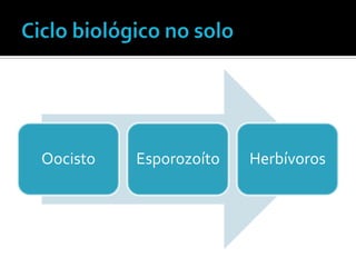 Oocisto   Esporozoíto   Herbívoros
 