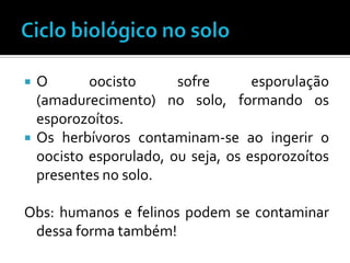    O       oocisto      sofre       esporulação
    (amadurecimento) no solo, formando os
    esporozoítos.
   Os herbívoros contaminam-se ao ingerir o
    oocisto esporulado, ou seja, os esporozoítos
    presentes no solo.

Obs: humanos e felinos podem se contaminar
 dessa forma também!
 