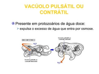 VACÚOLO PULSÁTIL OU
        CONTRÁTIL

Presente em protozoários de água doce:
 expulsa o excesso de água que entra por osmose.
 