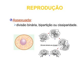 REPRODUÇÃO

Assexuada:
divisão binária, bipartição ou cissiparidade.
 